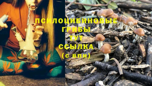 PSILOCYBIN Белокуриха